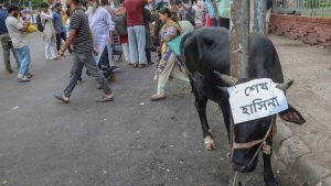 শেখ মুজিব, হাসিনা ও কাদেরের নামে শাহবাগে গরু-ছাগল জবাই
