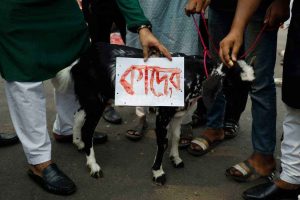 শেখ মুজিব, হাসিনা ও কাদেরের নামে শাহবাগে গরু-ছাগল জবাই